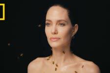 Angelina Jolie (Divulgação / National Geographic)