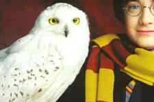 Harry Potter (Daniel Radcliffe) e Edwiges em Harry Potter e a Pedra Filosofal (Divulgação)