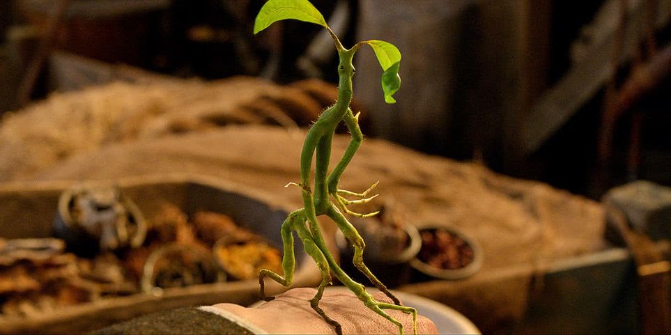 5 criaturas de Animais Fantásticos que todo fã precisa conhecer 4 Cena de Animais Fantasticos e Onde Habitam Reproducao 2