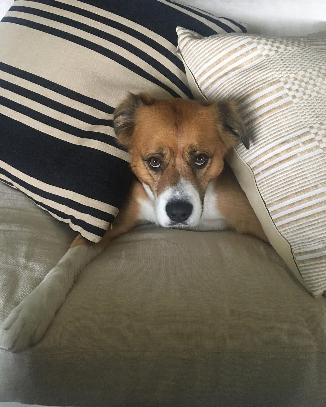 Dodger, cãozinho de Chris Evans (Reprodução/Instagram)