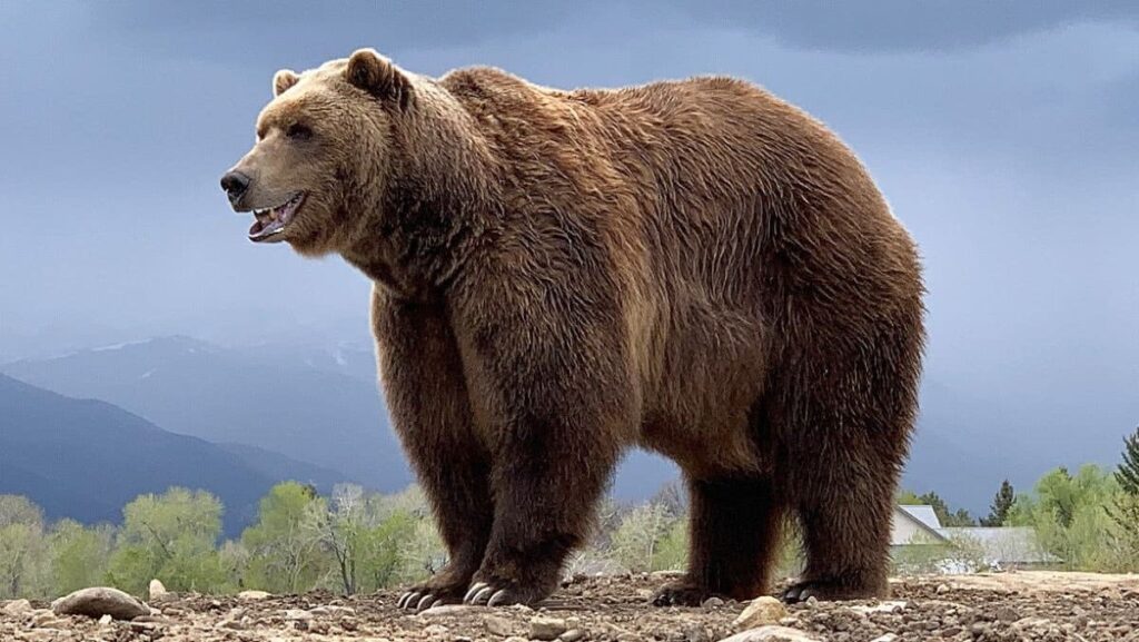 Morre urso que participou de GoT e outras grandes produções Bart the Bear II (Divulgação)