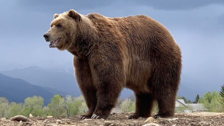 Morre urso que participou de GoT e outras grandes produções Bart the Bear II (Divulgação)