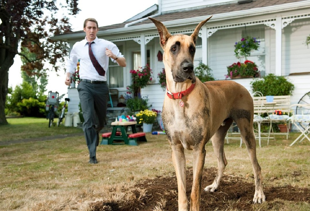 10 filmes para você ver no Dia Internacional do Cachorro 5 Cena de Marmaduke Ele Chegou Tirando Onda Reproducao Facebook