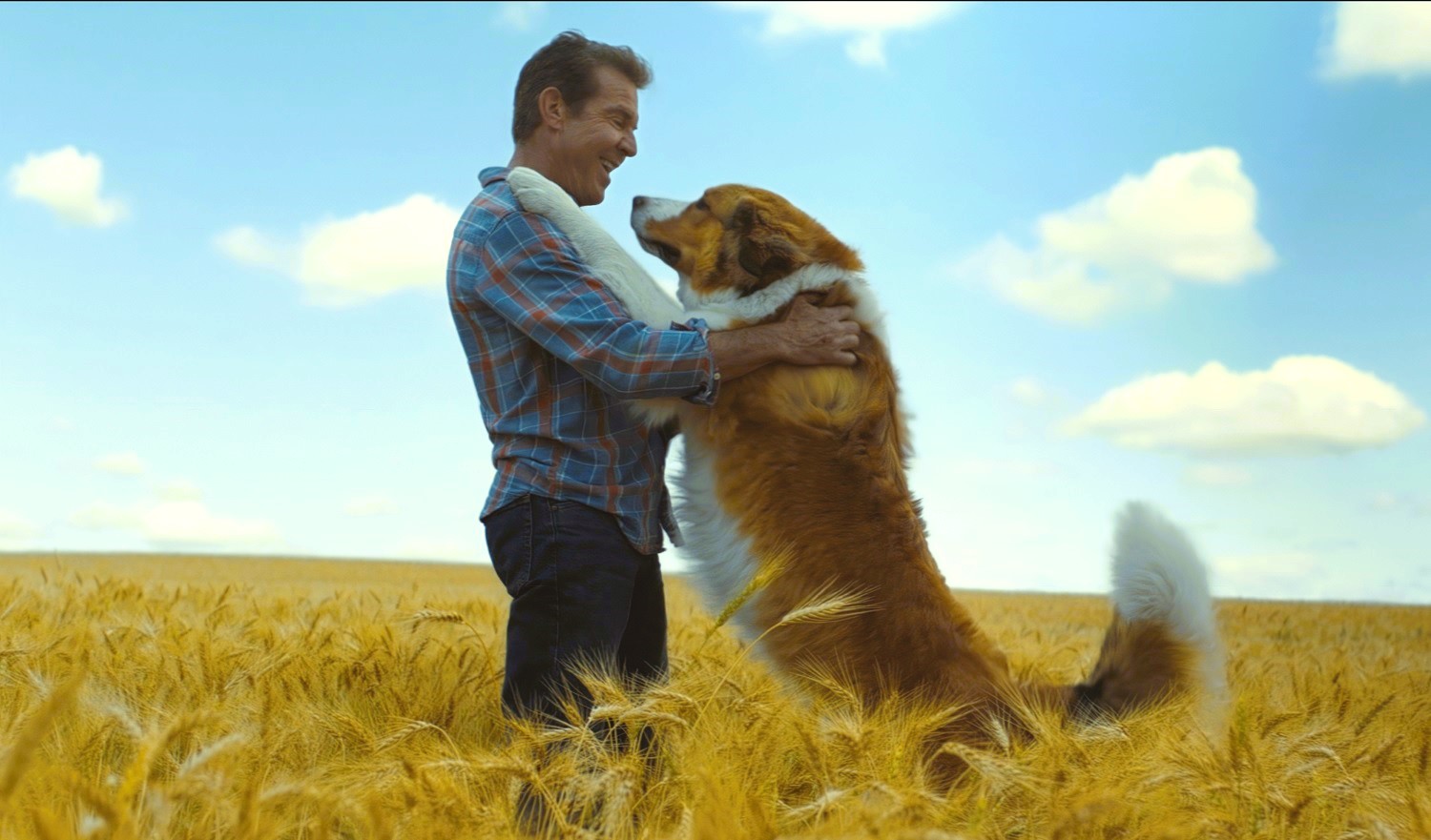 Procura-se Gonker e mais 9 filmes de cachorro que vão te emocionar 8 Cena de Quatro Vidas de um Cachorro Divulgacao Universal Pictures 1