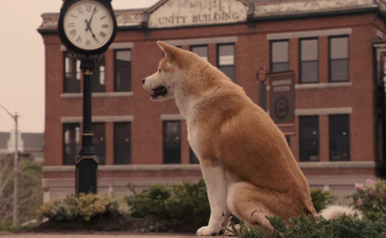 Dia Internacional do Cachorro vai ter Sempre Ao Seu Lado na TV 1 Sempre ao seu Lado Reproducao Youtube