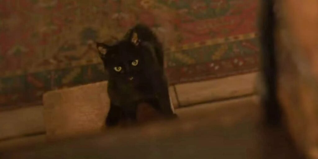 Conheça Cobweb, novo gato preto de Abracadabra Cobweb em Abracadabra 2 (Reprodução)