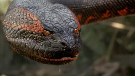 Cena de Anaconda (Reprodução)