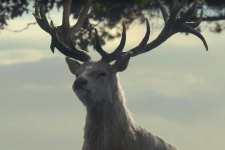 O cervo branco em A Casa do Dragão (Reprodução / HBO)