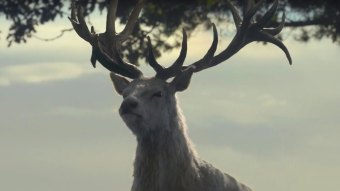 O cervo branco em A Casa do Dragão (Reprodução / HBO)