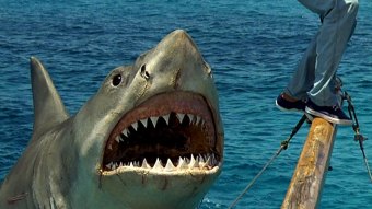Cena de Tubarão: A Vingança (Reprodução)