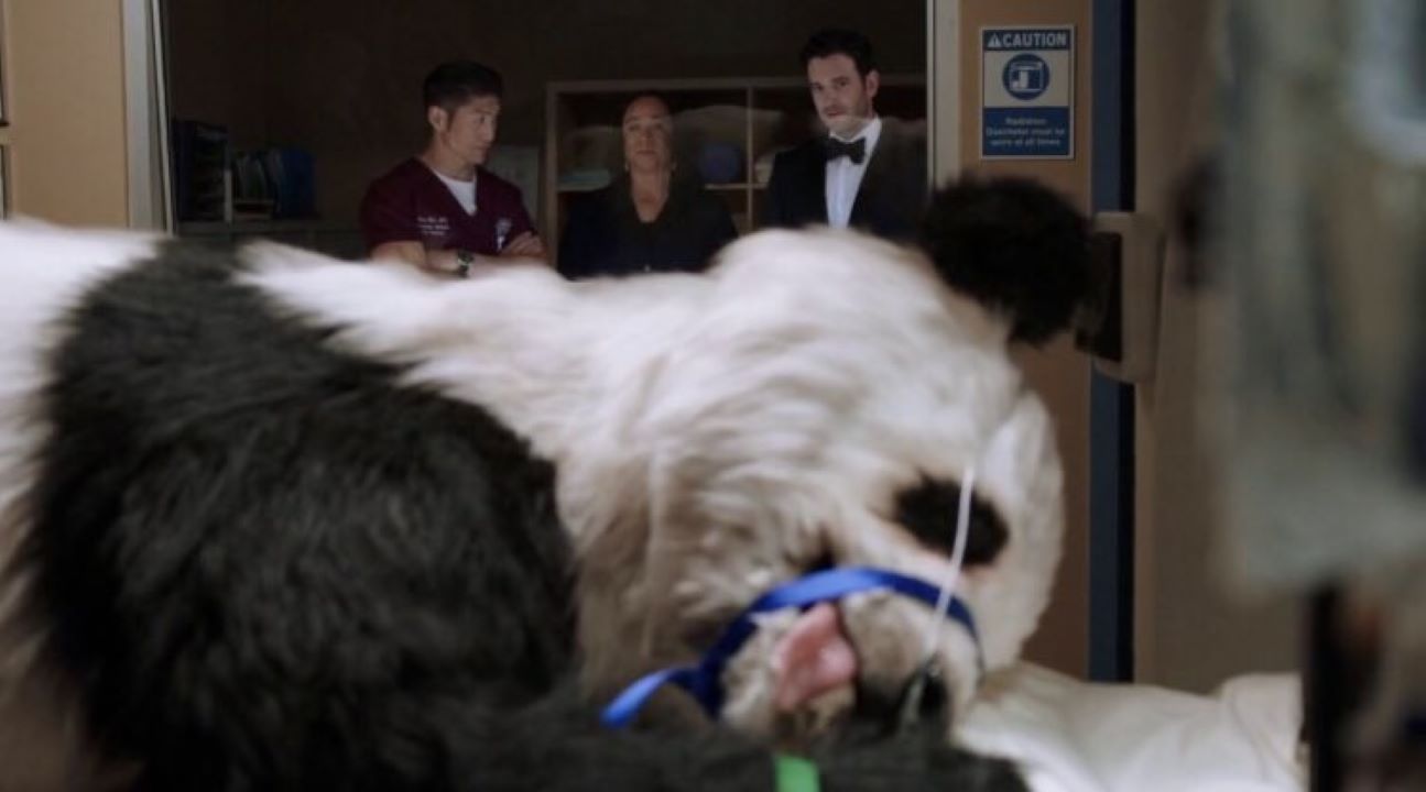 Panda em episódios de Chicago Med (Reprodução)