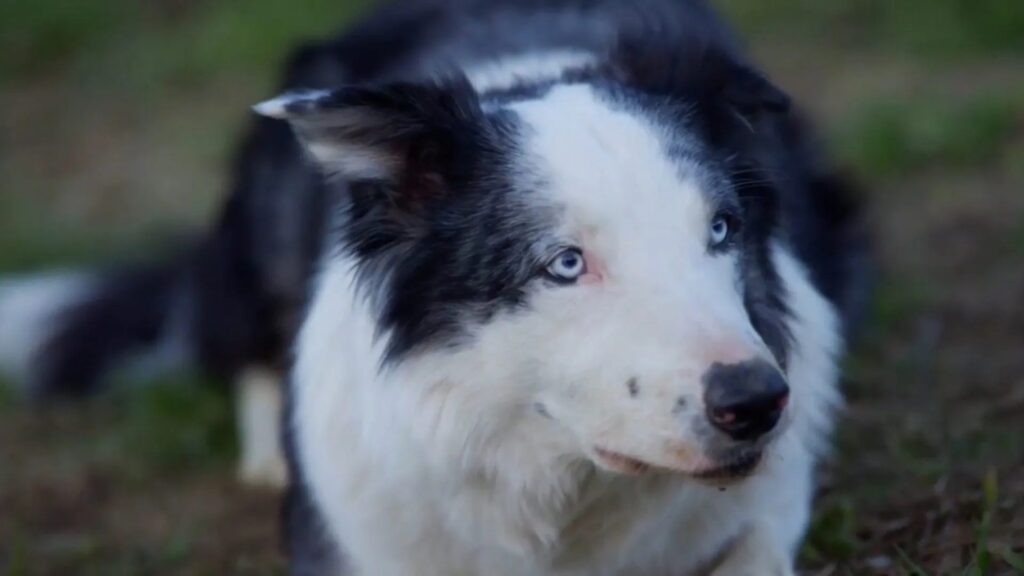 Conheça Messi, a revelação canina de Anatomia de Uma Queda Messi interpreta Snoop em Anatomia de Uma Queda (Reprodução)