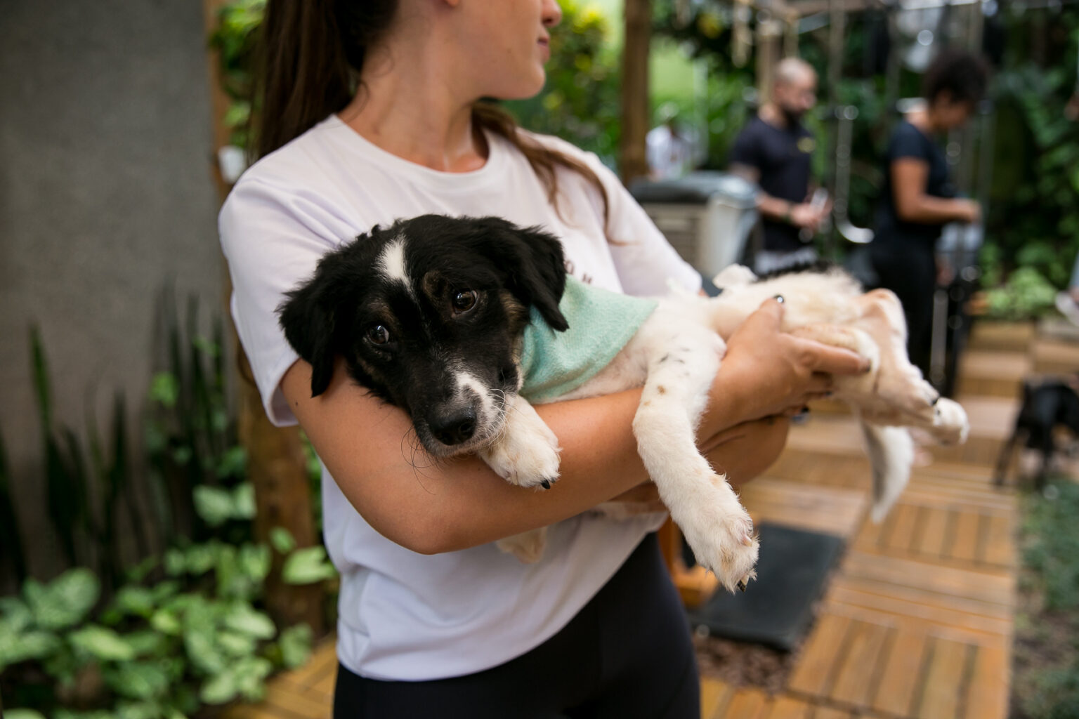 Na véspera do Oscar, marca promove adoção de cães baseada em grandes astros do cinema Oscar, cãozinho que estará disponível para adoção em ação da PetLovers