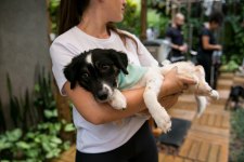 Oscar, cãozinho que estará disponível para adoção em ação da PetLovers