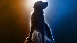 air bud returns 2