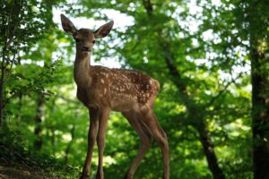 Bambi: Uma Aventura na Floresta (Divulgação / Eric Travers)